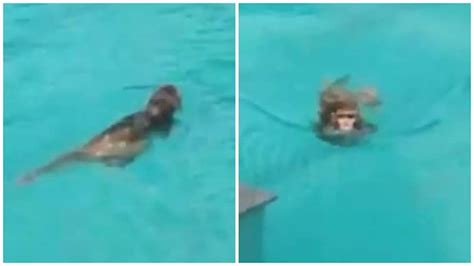 Monkeys take over a swimming pool in Mumbai. Viral video of their pool ...