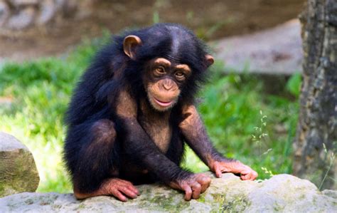 Image result for Monkey Using Computer Meme