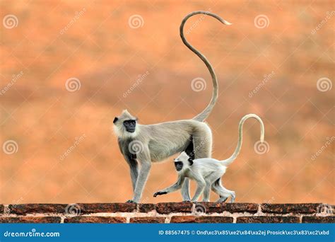 Mother and Young Running. Wildlife of Sri Lanka Stock Image - Image of brick, muzzle: 88567475