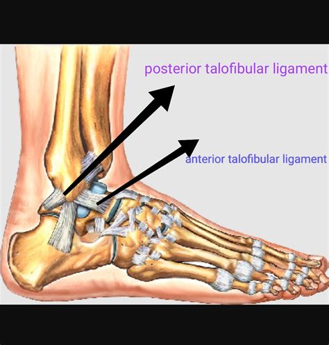 [Solved] Click on the anterior inferior tibiofibular ligament. Click on ...
