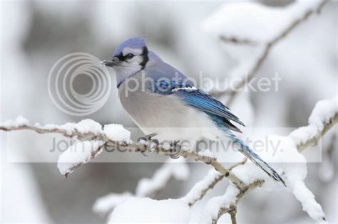 Mavi Alakarga (Cyanocitta cristata)