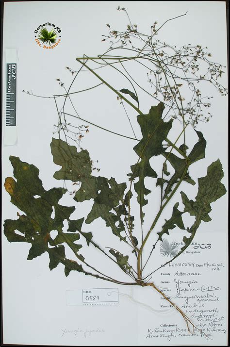 Herbarium JCB