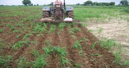 Laser levelling along with ridge furrow in standing pearl millet for ...