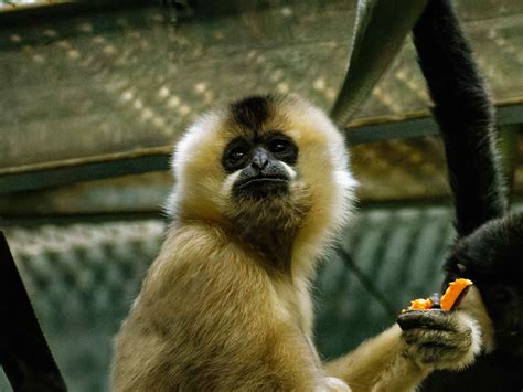 Northern White-Cheeked Gibbon