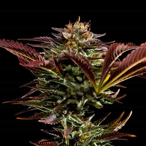 Image result for Alien OG Facts