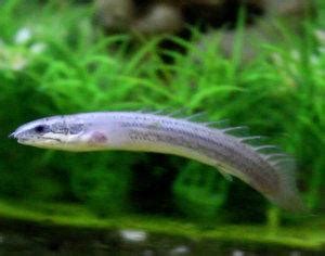 Image result for How to Use Power Function in Java