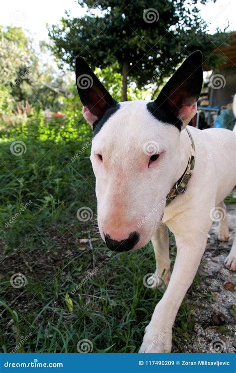 English Bull Terrier White Dog in Garden Outdoor, a Beautiful Natural ...