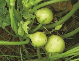 Laddu Gopal Squash Seed Price in India - Buy Laddu Gopal Squash Seed ...
