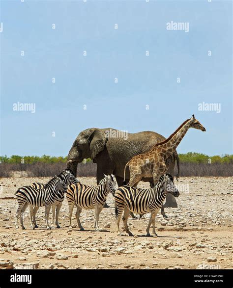 Zebra Donkey Giraffe