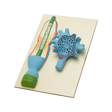 Neuron Cell Model Labeled Neurons And Glial Cells – Introduction To