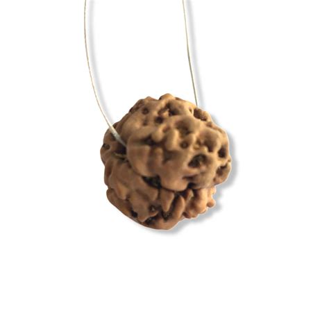 Cerified 1 Mukhi Natural Nepali Rudraksha | Gemtre