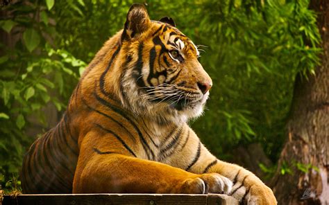 Royal Bengal Tiger Wallpapers - Wallpaper Cave