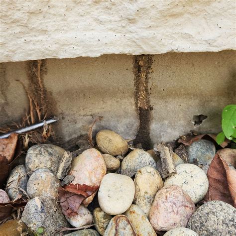 Termites | Chem-Tech Termite & Pest Control