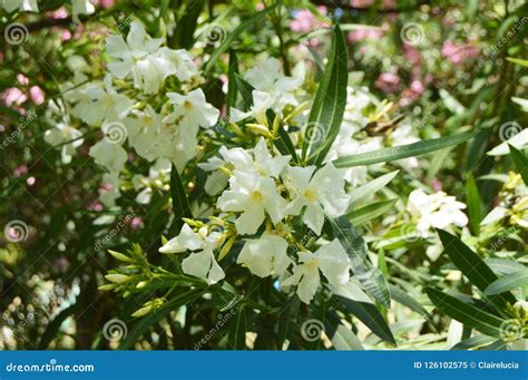 White Oleander Flowers on Branches in Sunlight Stock Image - Image of ...