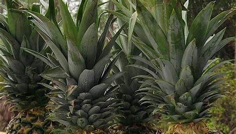 SOUTH COLLIER MARKET AT FSW - All You Need to Know BEFORE You Go 2026 ...