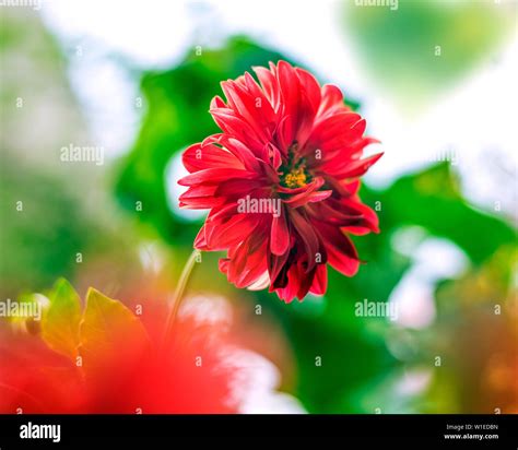 Closeup of Red Dahlia Flower is a genus of bushy, tuberous, herbaceous ...