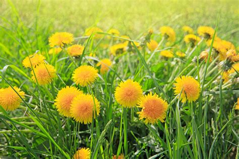 Real Food Encyclopedia - Dandelion Greens - FoodPrint