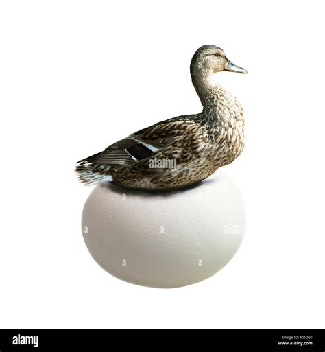 Duck hatching on very large egg isolated on white. Business concept ...