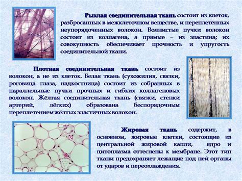 Ткани - Презентации по биологии