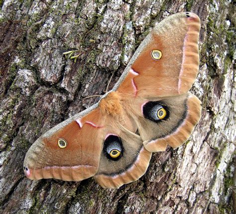 Moth is REALLY needy for you Background Vector Art Recipe Recipe Product Recipe Recipe Recipe
