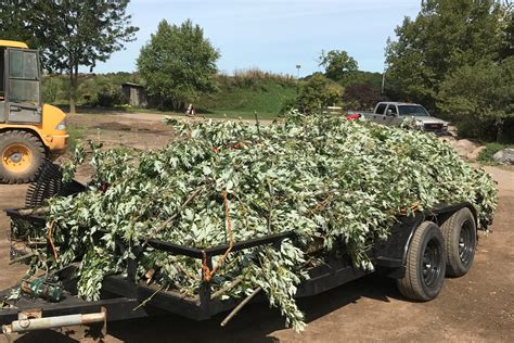 Image result for Yard Waste Disposal