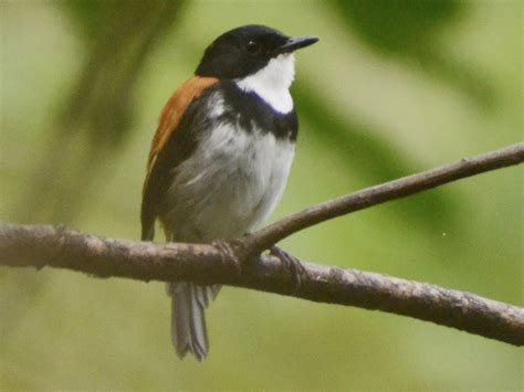 Black-banded Flycatcher - eBird