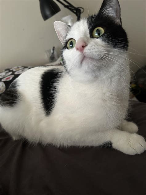 Stromboli is always in good spirits! : r/SmilingCats