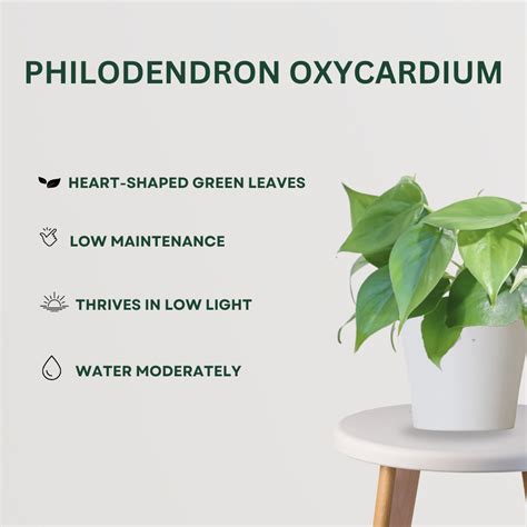 Harmony Plant Combo – Gardengram