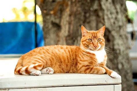 Orange Cat Behavior - Get To Know Sweet Gingersnaps