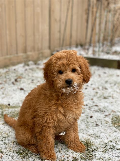 Full Size Mini Goldendoodle