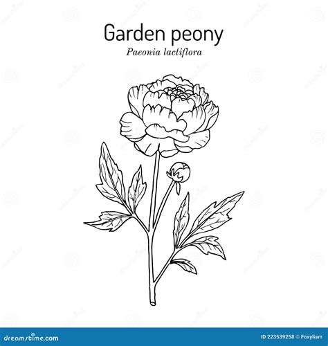 Chinese Peony or Common Garden Peony Paeonia Lactiflora , State Flower ...