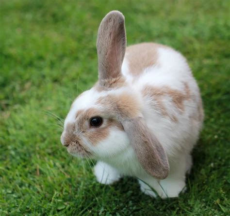 Instagram Captions for Photos of Your Pet Bunny Rabbit