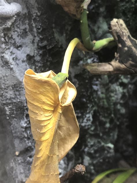 Master of camouflage. : r/geckos
