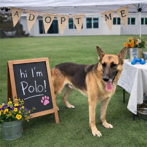 Humane Society in Waterville, ME - Find Paw Pal