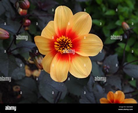 Flowers and colours Stock Photo - Alamy