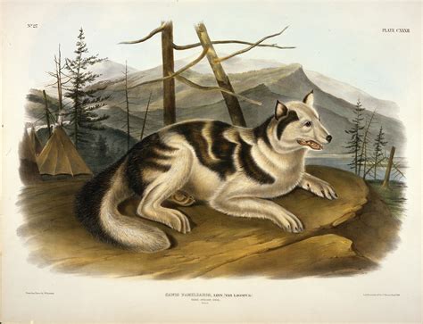 Hare Indian Dog (Illustration) - World History Encyclopedia