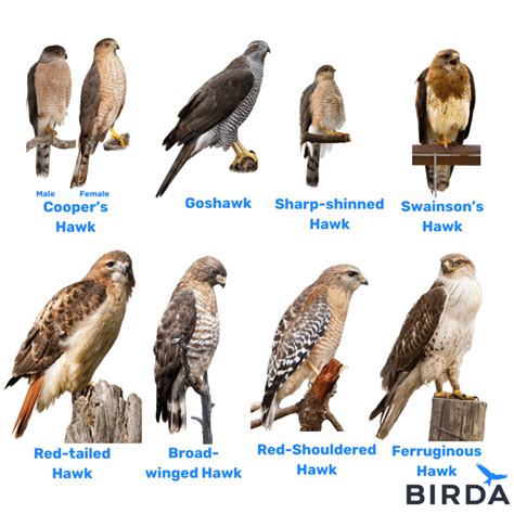 Hawk Identification - Everything You Need to Know | Birda