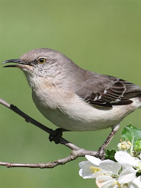 Tennessee State Bird And Flower