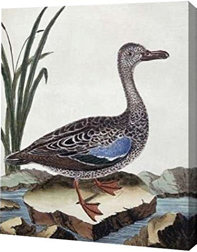 Buy PrintArt "Sarcelle - Duck De Cayenne" by Georges-Louis Leclerc ...