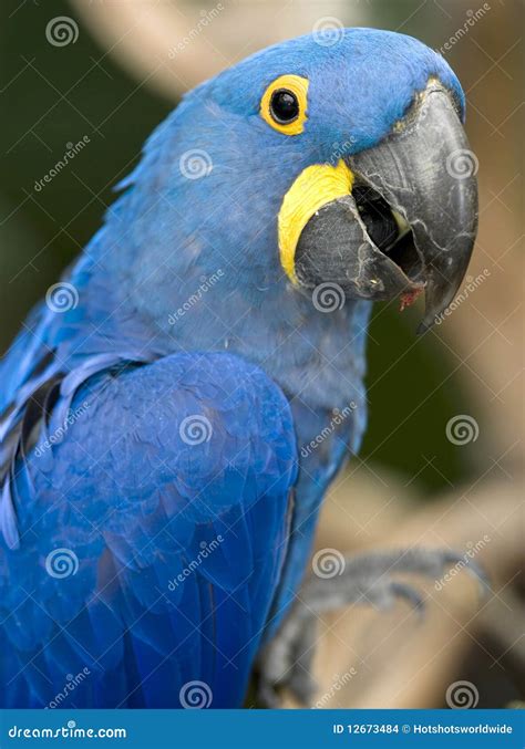Blue Parrot Bird