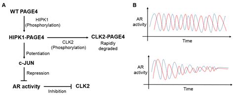 Prostate-Associated Gene 4 (PAGE4): Leveraging the Conformational ...