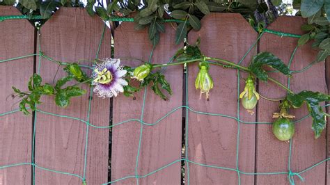 Passion Fruit Plant Growing ☆ How To: Grow Passion Fruit From Seed
