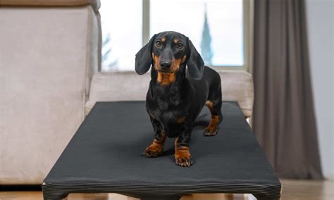 What Were Dachshunds Bred For? Original Purpose, Role, And History - A ...