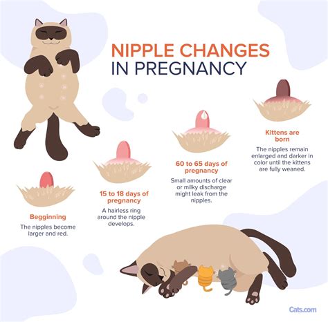 Pregnant Cat Nipples Vs Normal Cat Nipples: How To Tell the Difference ...
