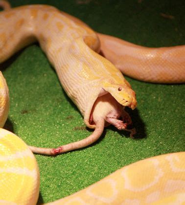 Image result for Burmese Python Eat Chicken