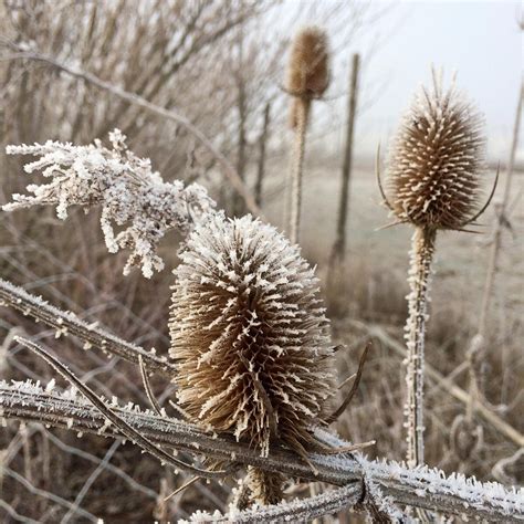 Wild Teasel / Fuller's Teasel (Dipsacus fullonum) organic seeds