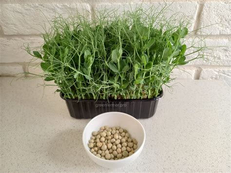 Семена гороха зеленого для микрозелени, 500г. - greenfermer.pro