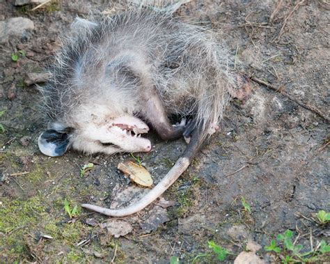 Nature curiosity: Why do opossums play dead? | Forest Preserve District ...