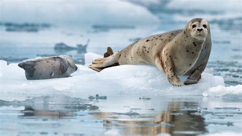 8 Amazing Facts About Seals Found Along Canada’s Coastlines