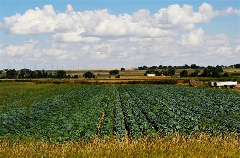 Safeway stops selling produce from Brighton farm under federal ...